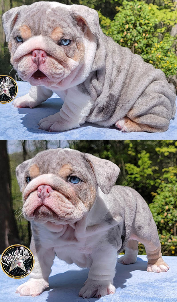 500 English Bulldog Puppies For Sale In Warren, Michigan:  A Buyer's Guide & Ren Faire Makeup Ideas