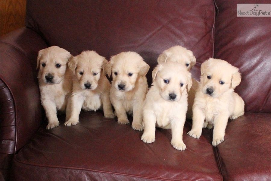 Affordable Virginia Puppies: Find Your Furry Friend Under $200