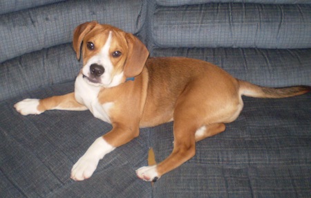 Beabull Puppies: Your Complete Guide To Choosing, Caring For, And Training Your New Best Friend