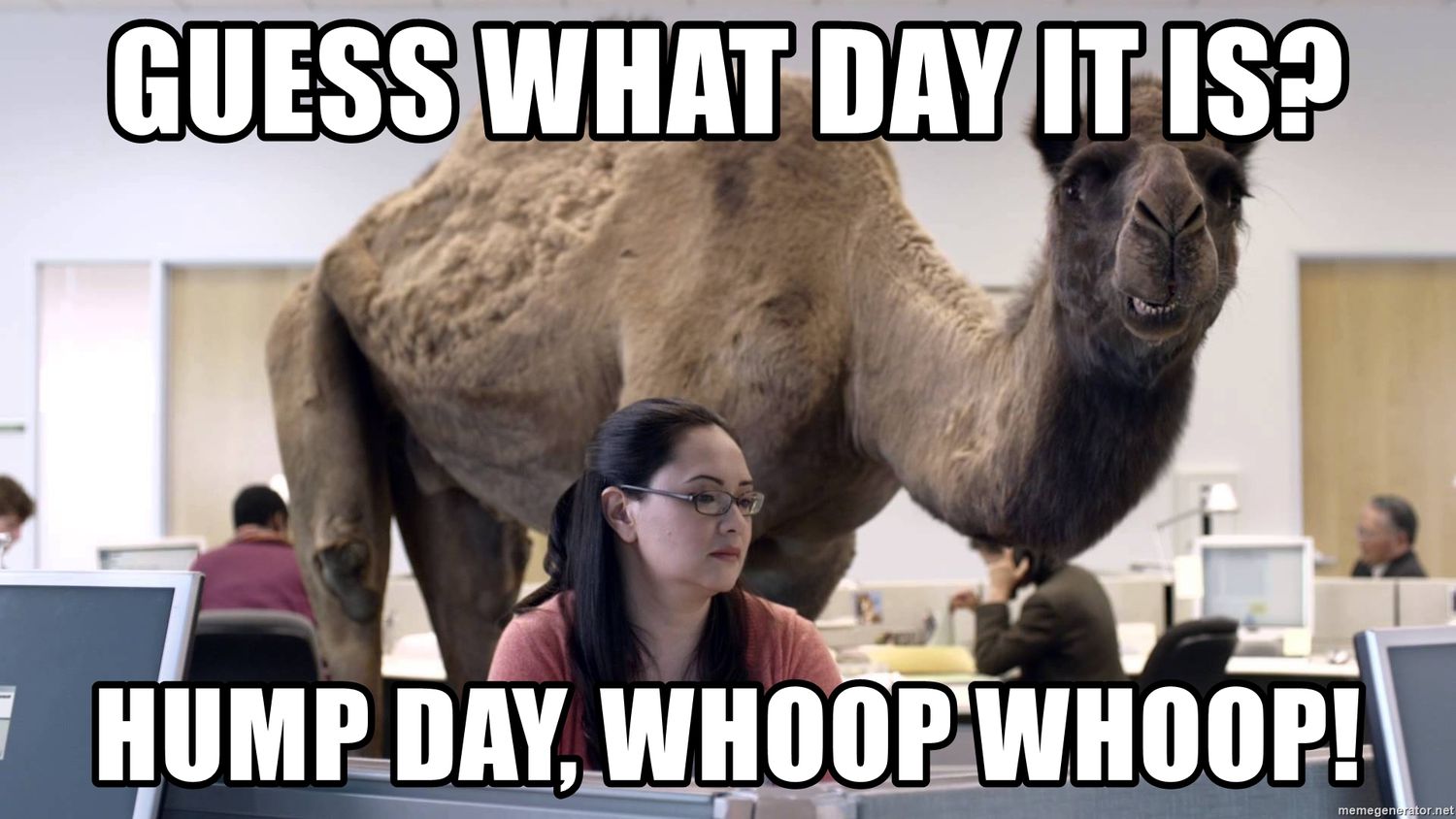 Best Hump Day Jokes: Daytime Edition - Hilarious Office Humor