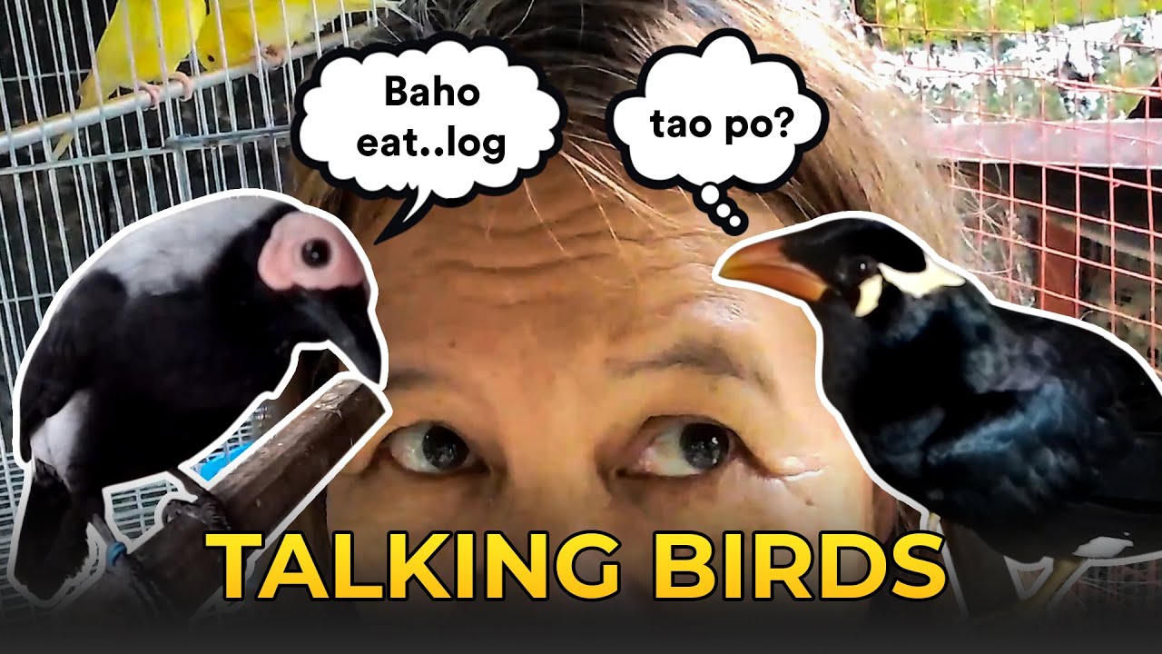 Best Talking Birds On YouTube: A Comprehensive Guide