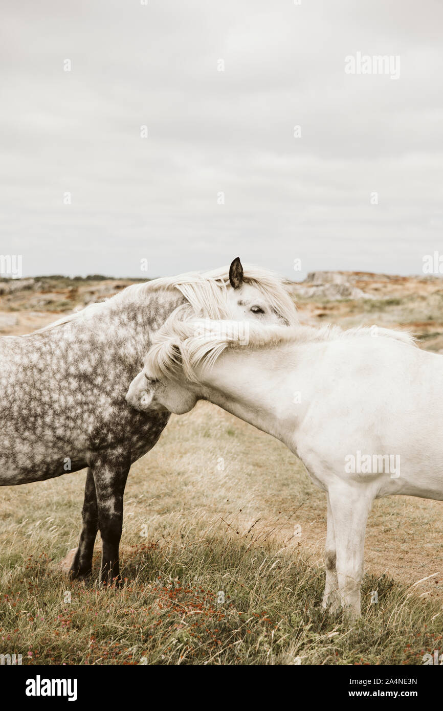 Can Horses And Cows Mate? Understanding Interspecies Breeding