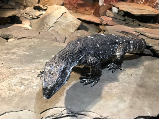 Cape Fear Serpentarium: Your TripAdvisor Guide To A Thrilling Reptile Encounter