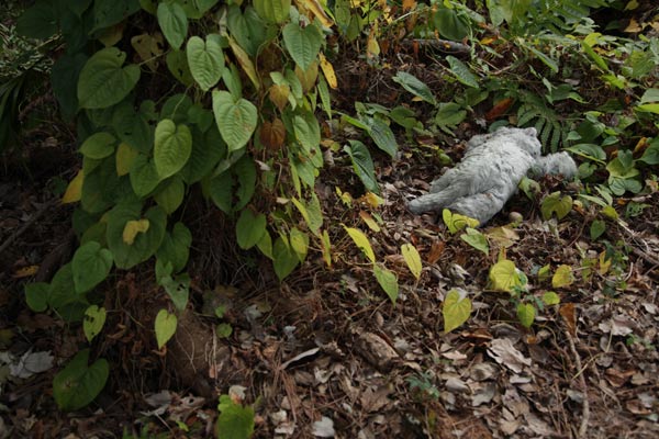 Caylee Anthony Case: Unveiling The Disturbing Images Of The Remains