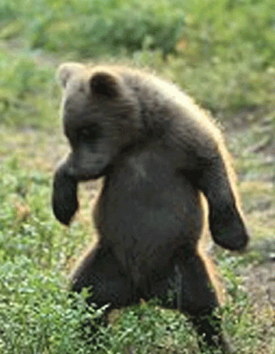 Cute Bear GIFs: Farmingdale Movie Night Fun