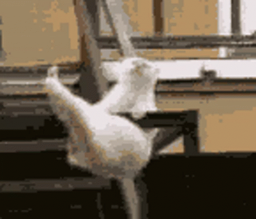 Dancing Happy Birthday GIFs: The Ultimate Collection For Your Celebrations