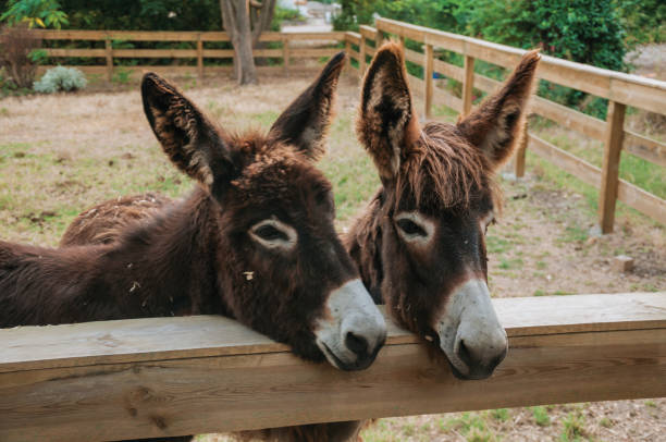 Donkeys Breeding With Horses: Exploring The Hybrids And Their Characteristics