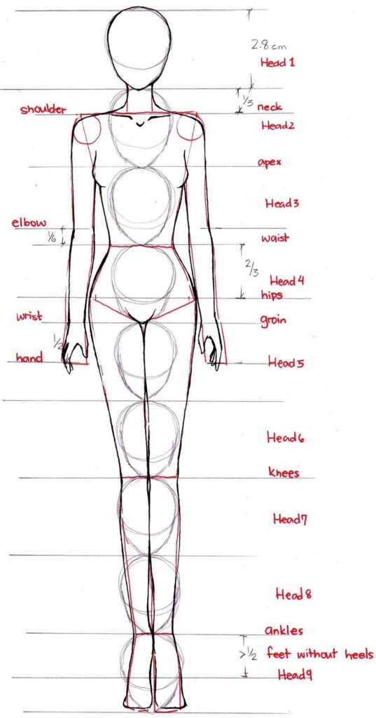 Female Anatomy Drawing Reference: Mastering Proportions With Lowes Stainless Steel Sheets