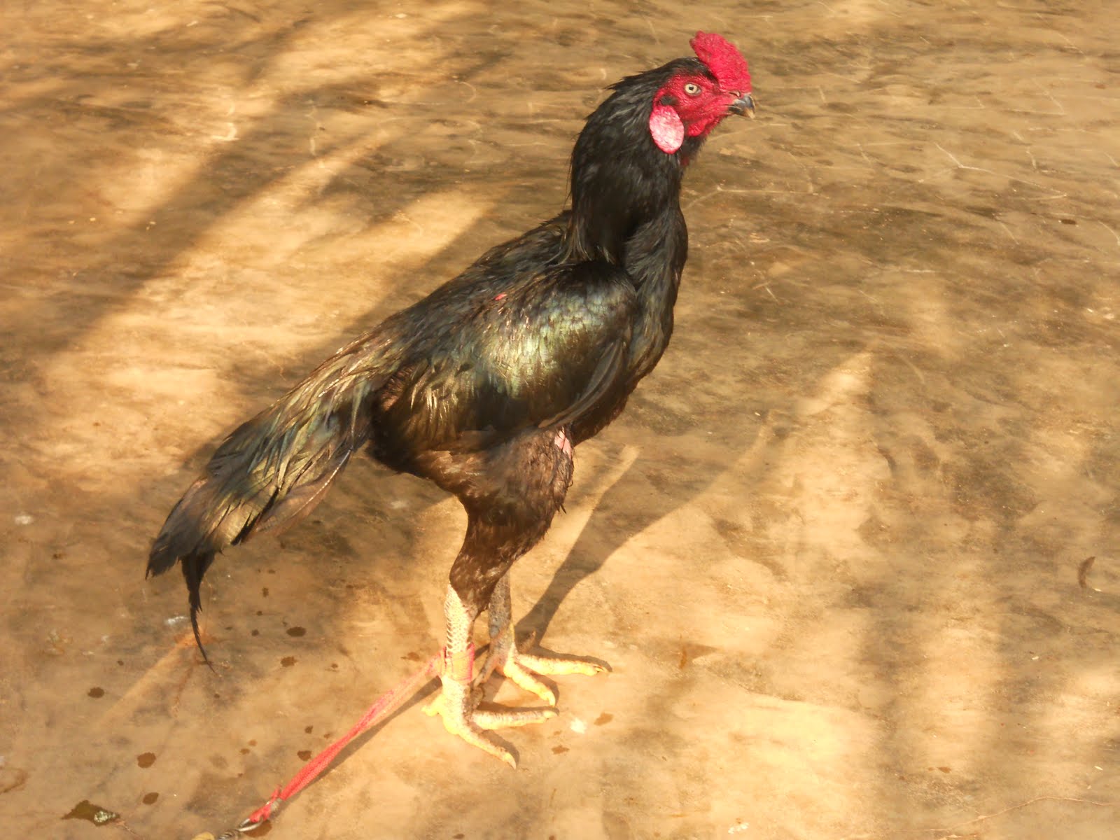 Fighting Rooster Knife: Values, Rarity, And Collector's Guide