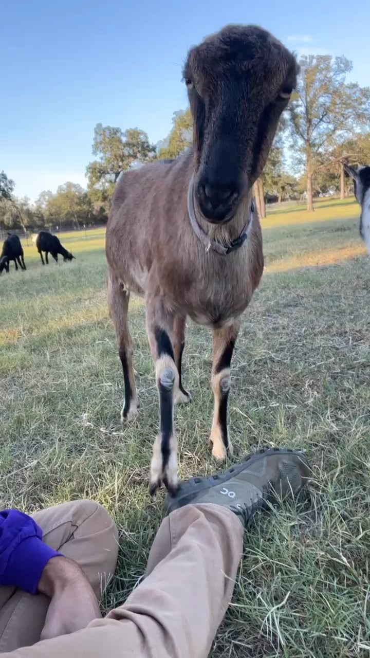 Find Free Goats In Ohio: Craigslist Austin Texas Jobs & More