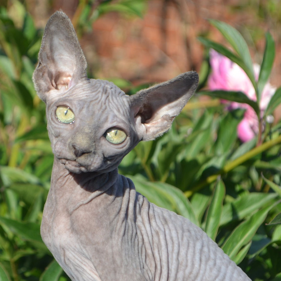 Find Sphynx Cat Breeders In Texas: A Guide For Cat Lovers
