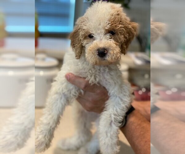Find The Perfect Poodle Puppy In Wichita, KS: Top Breeder Rankings & Fort Worth Options