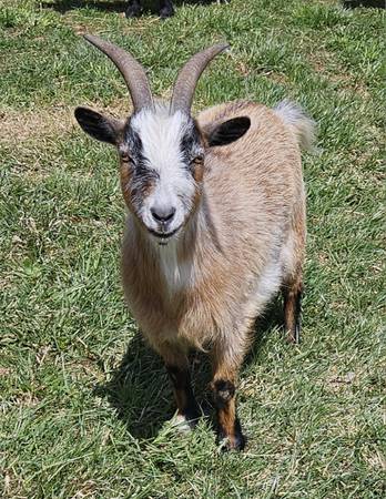 Find Your Dream Farm & Garden Equipment On Frederick Craigslist