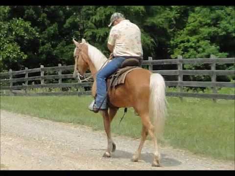 Find Your Dream Horse: Craigslist Horses For Sale In WI