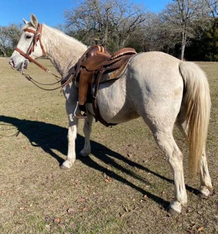 Find Your Dream Quarter Horse: Texas Craigslist Listings