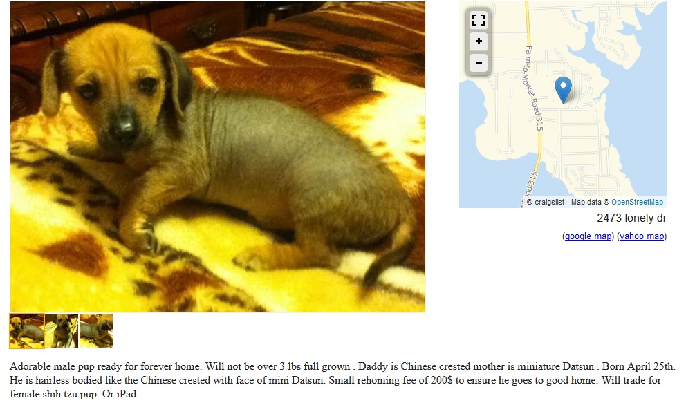 Find Your Free Pet In Rhode Island: Craigslist RI Free Pets