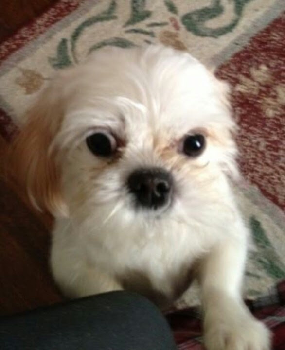 Find Your Furry Friend: A Guide To Craigslist NJ Pets