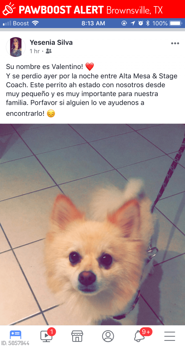 Find Your Furry Friend: Craigslist McAllen Pets