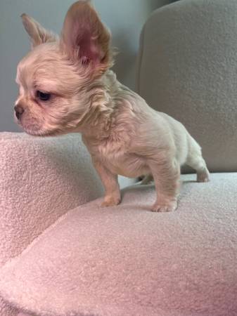 Find Your Furry Friend: Craigslist Pets In Baton Rouge