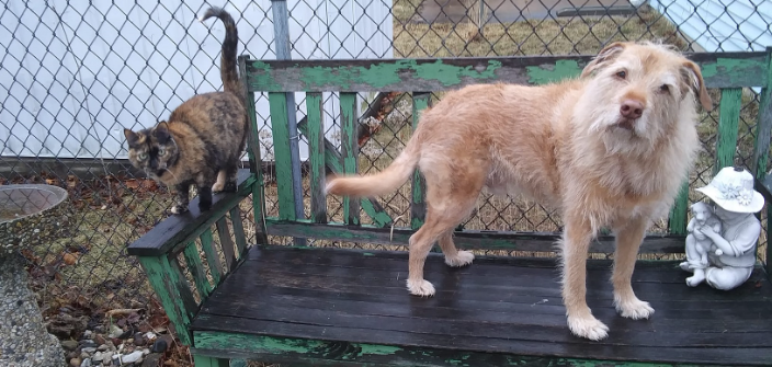 Find Your Furry Friend: Craigslist Pets In La Crosse, WI