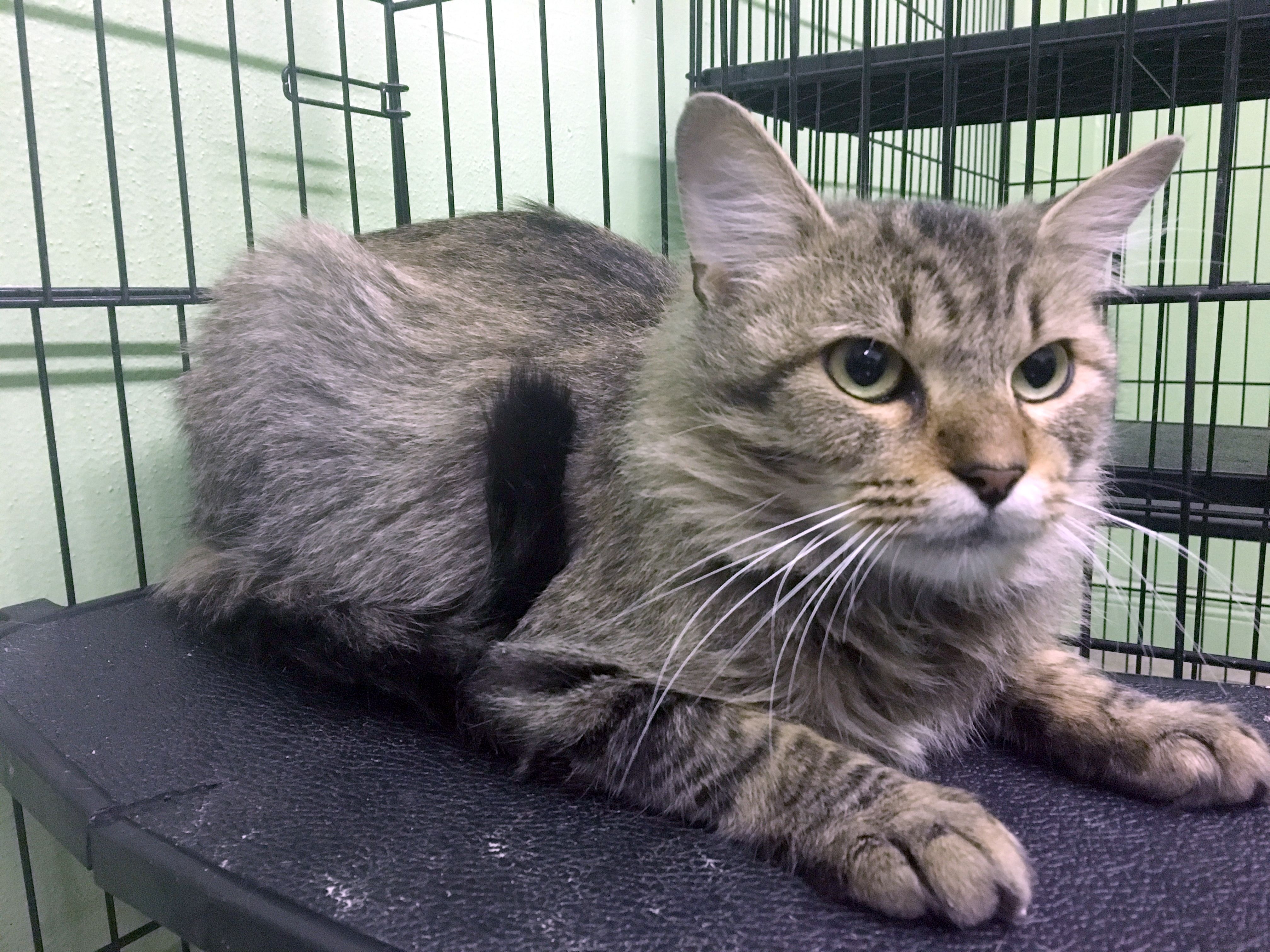 Find Your Furry Friend: Missouri Craigslist Pets