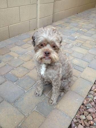 Find Your Furry Friend: North NJ Pets On Craigslist