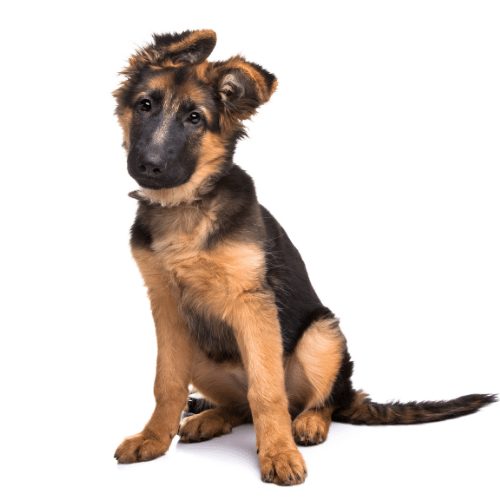 Find Your Furry Friend: Topeka, Kansas Pets On Craigslist