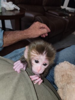 Find Your Perfect Baby Monkey: Winston-Salem Cars, Trucks & More On Craigslist