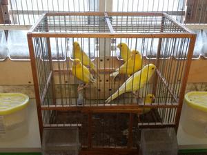 Find Your Perfect Canary: Los Angeles Canary Breeders & FunScooterz Powersports