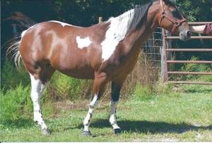 Find Your Perfect Farm & Garden Supplies On Columbia MO Craigslist