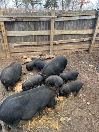 Find Your Perfect Farm & Garden Supplies On Craigslist Tulsa