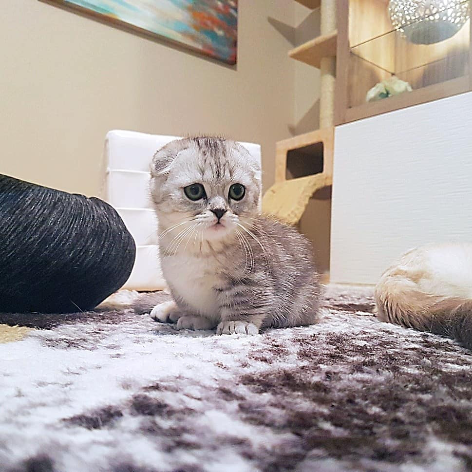 Find Your Perfect Munchkin Cat In Los Angeles: A Breeder's Guide