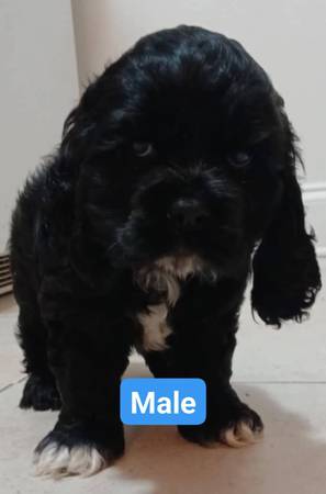 Find Your Perfect Pet Companion: Lafayette Pets On Craigslist