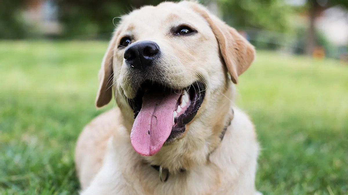 Find Your Perfect Pet: Craigslist Grand Rapids, MI Pets