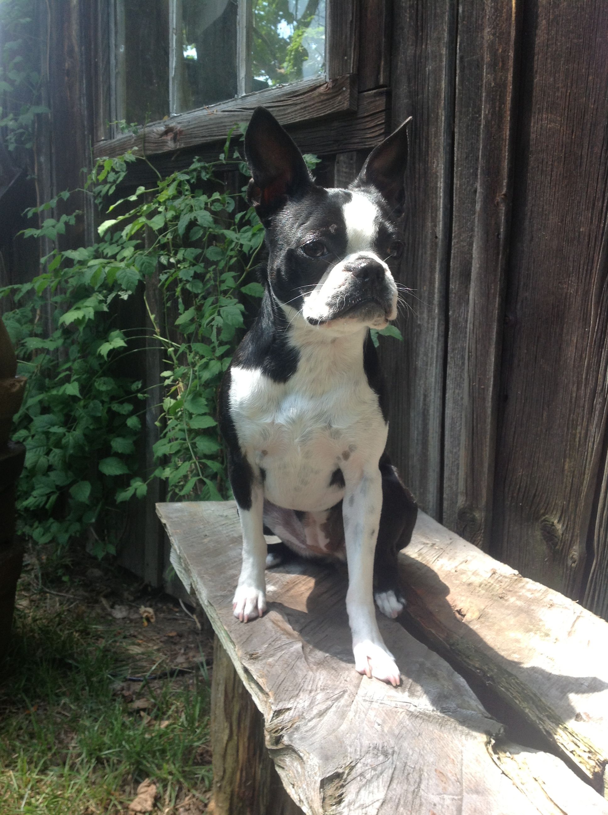 Find Your Perfect Pet: CT Craigslist Pets Northwest Listings