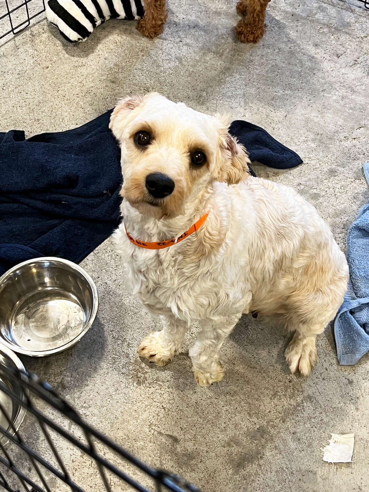 Find Your Perfect Pet: Midland Pets On Craigslist