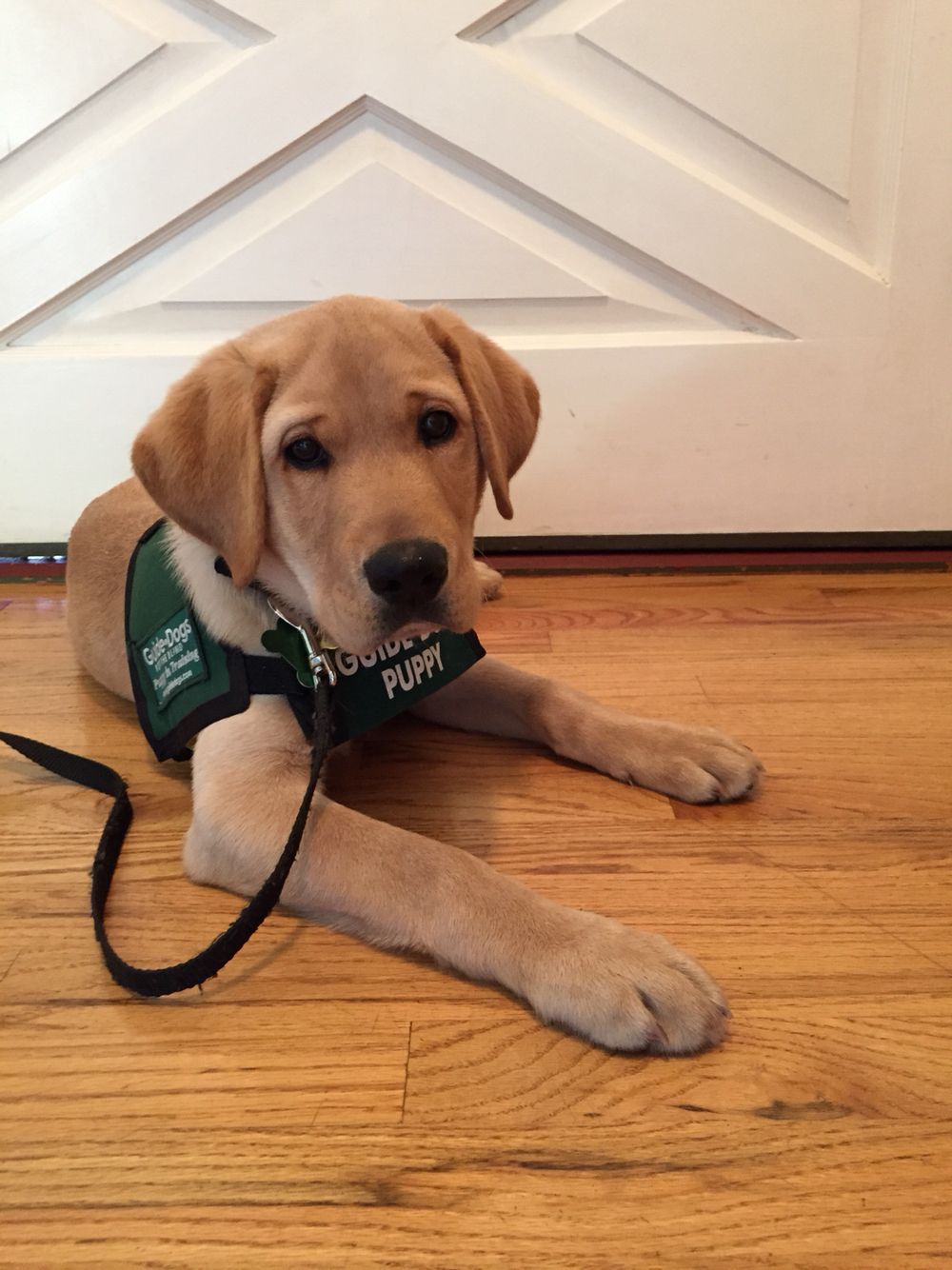 Find Your Perfect Pup: Boise Craigslist Dogs For Adoption