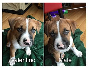 Find Your Perfect Pup: Craigslist Seattle Dogs For Sale