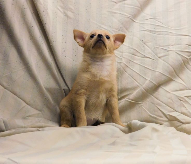 Find Your Perfect Puppy: Free Puppies In Tupelo, MS
