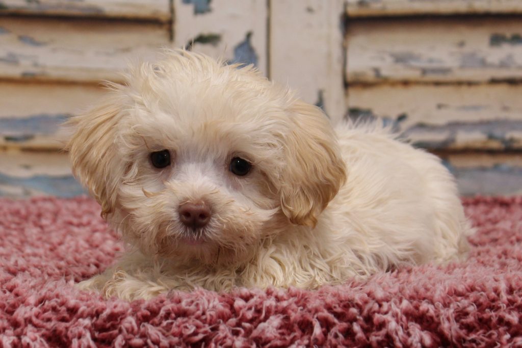 Find Your Perfect Small Dog: Top Breeds For Sale In MN