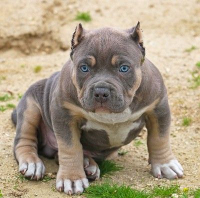 Find Your Perfect Tri-Color Pitbull Puppy: Available Now