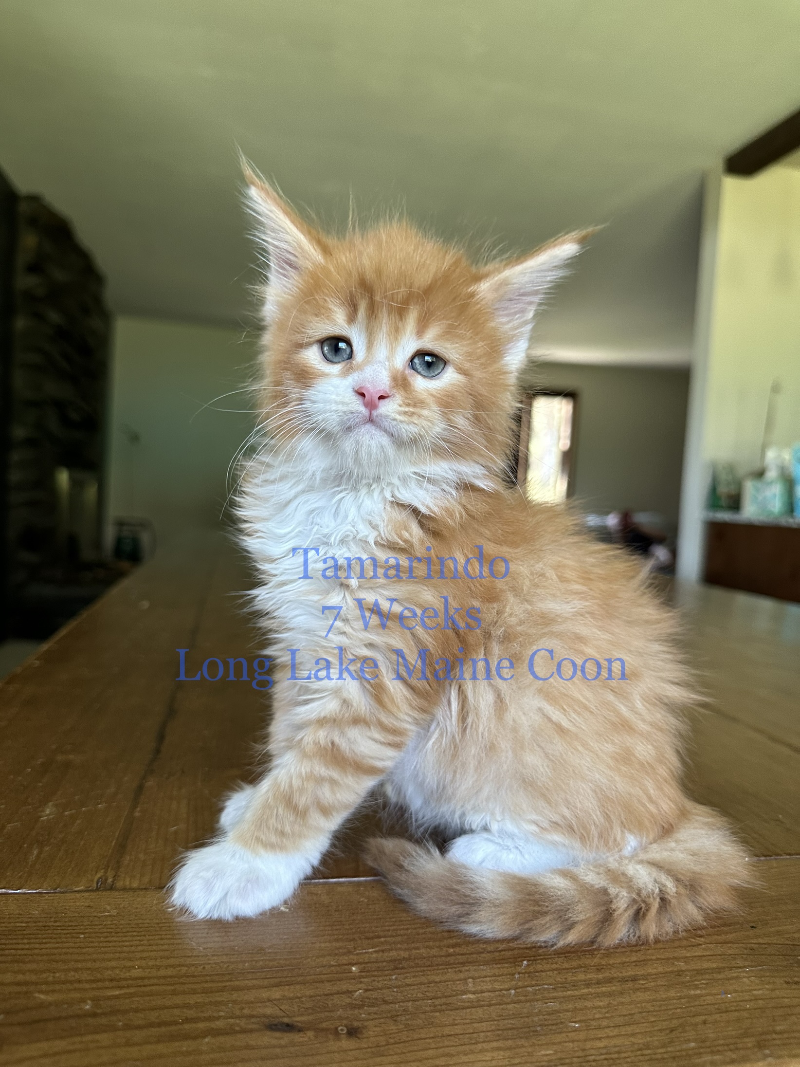 Find Your Purrfect Companion: Kittens For Sale In Hanover, PA