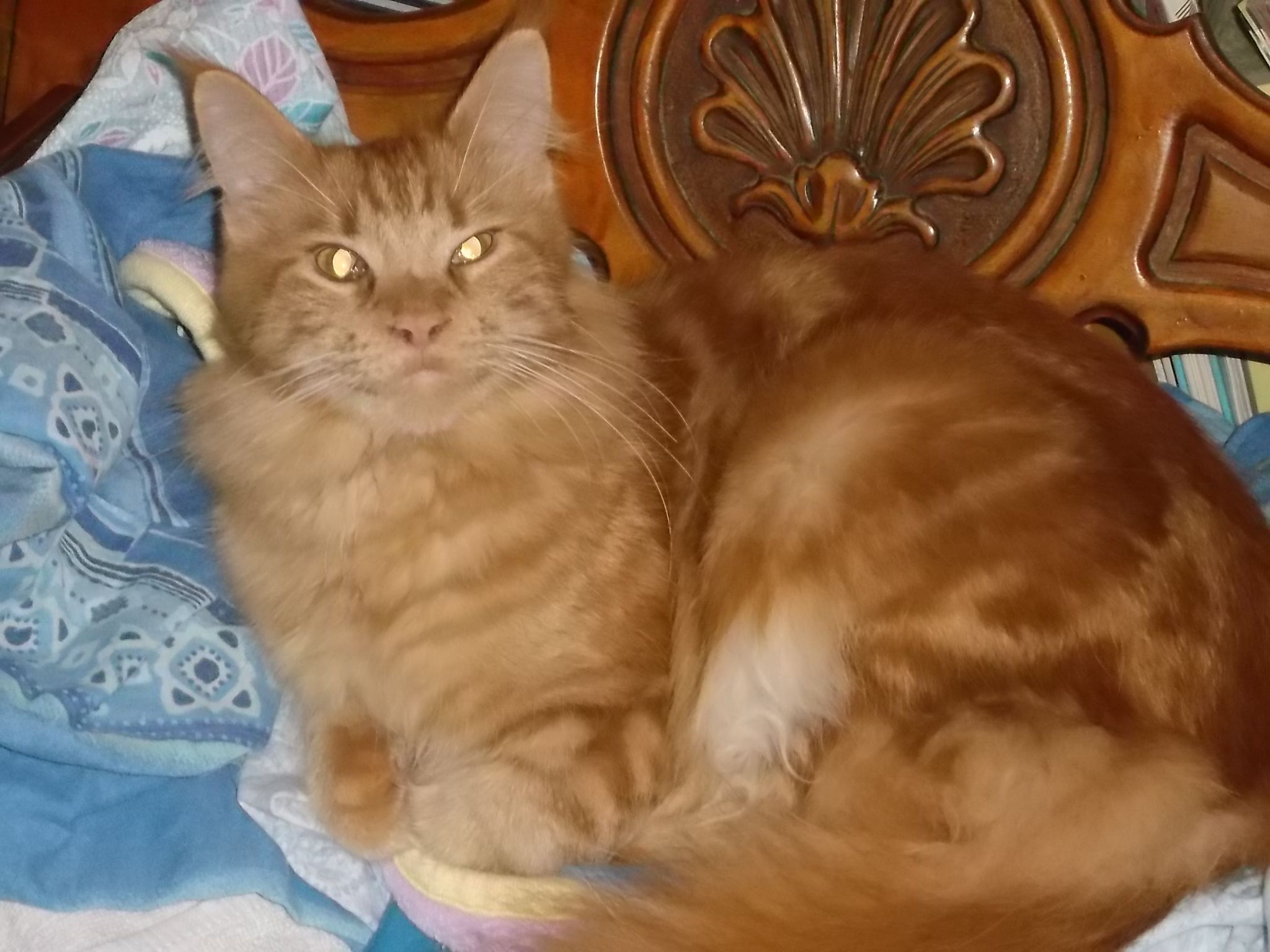 Find Your Purrfect Companion: Kittens For Sale On Craigslist