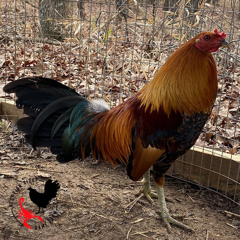 Finding The Best Gamefowl Farms In Georgia