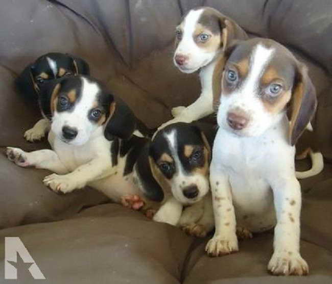 Finding The Right Samsung Unlocked Phone: Ohio Beagle Puppies & Carrier Compatibility