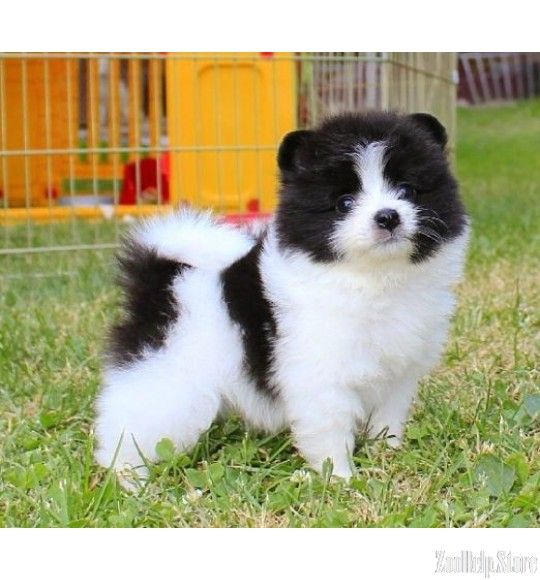 Finding Your Furry Friend: CC TX Craigslist Pets