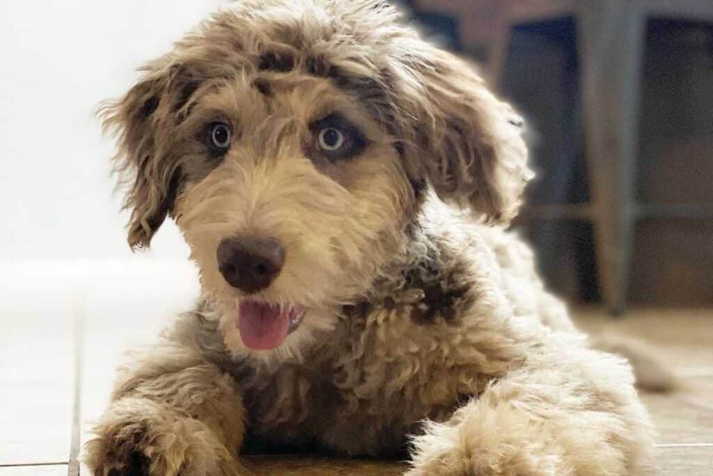Finding Your Perfect AussieDoodle: A Guide To AussieDoodle Rescue