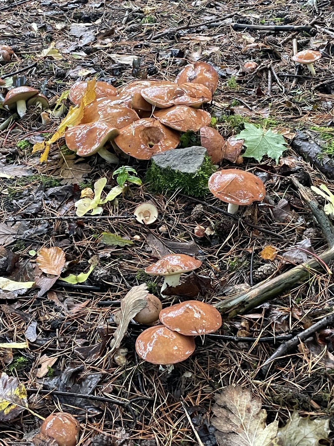 Florida Bolete: A Comprehensive Guide To Identification And Edibility