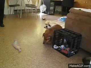 Funny Fat Dog GIFs: Find Your Nearest Walmart