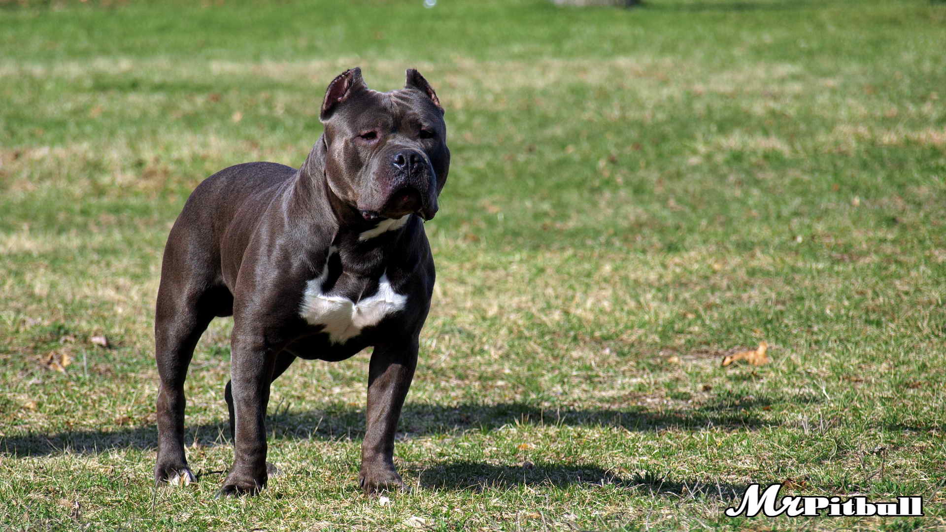 Gator Pitbull Pictures: A Look At This Unique Dog Breed